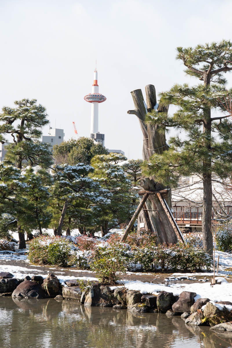 Juniper Tree and Kyoto Tower