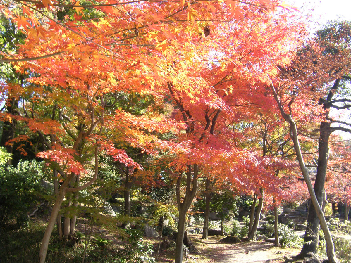 Tampu-kei, "Vermilion Maple Ravine"