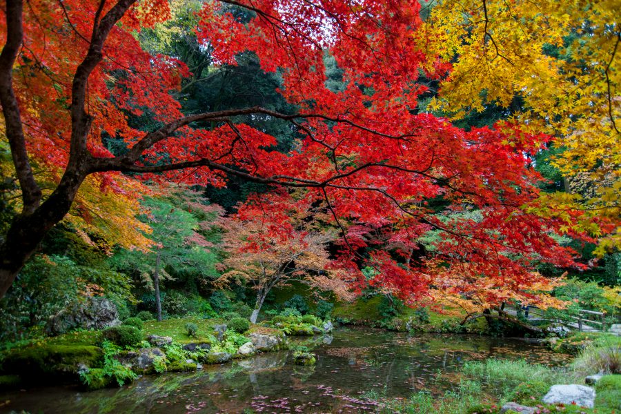 The Strolling Pond Garden | UEYAKATO Landscape [Japanese garden company ...