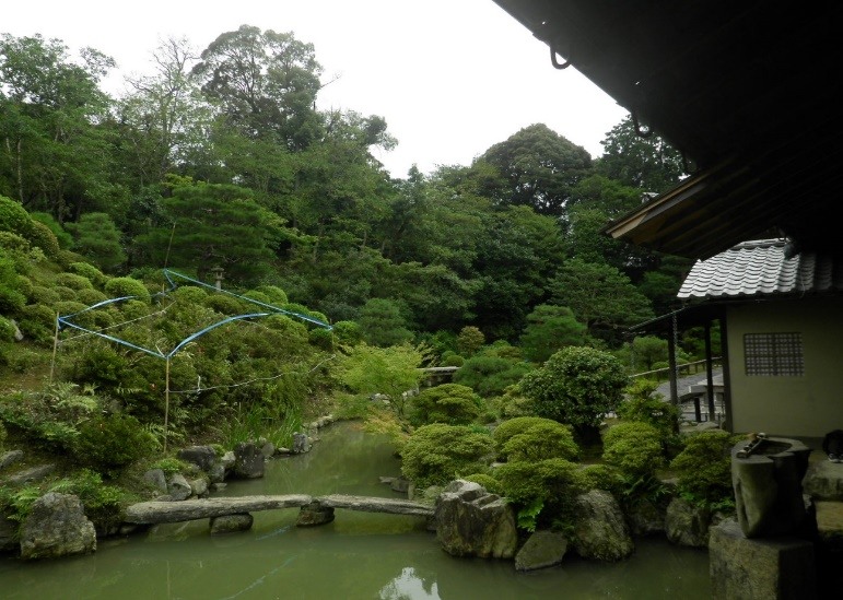 ある程度伸びてきたら、樹形を整えます